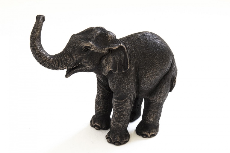 Asian Elephant Calf
