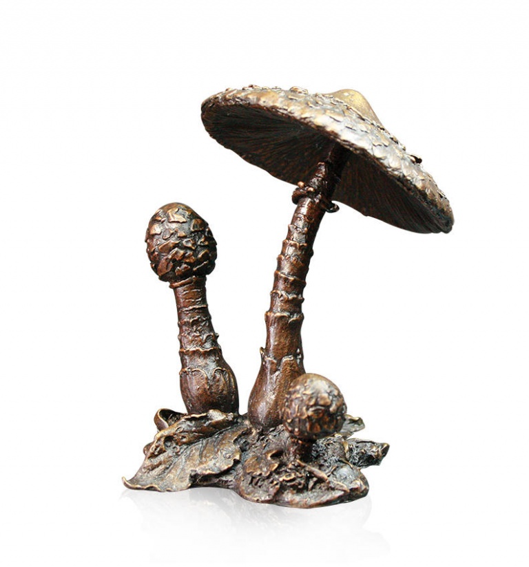 Parasol Mushroom