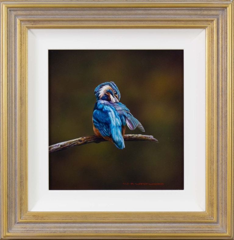Preening Kingfisher by Wayne Westwood