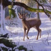 Roe Deer in Beech Wood by Daniel Van der Putten, original painting