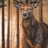 Forest Gaze by Anthony Dobson, limited edition print, detail