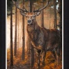 Forest Gaze by Anthony Dobson, limited edition print