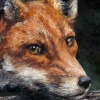 Red Fox Study by Anthony Dobson, limited edition print