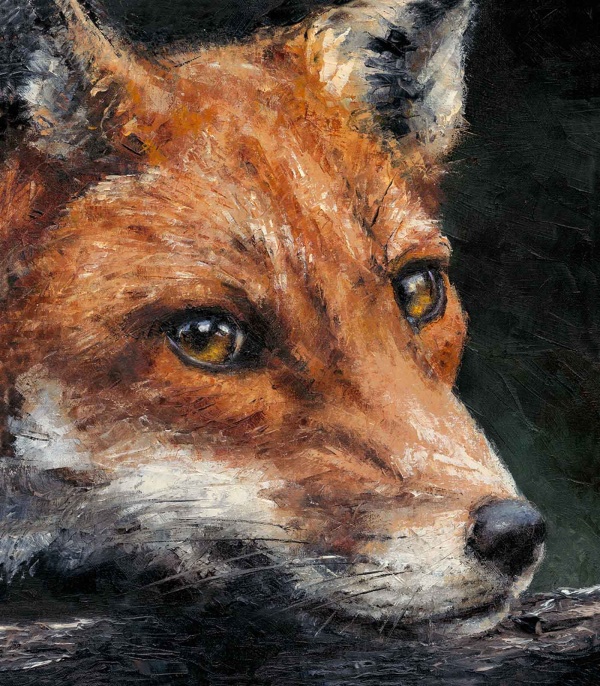 Red Fox Study by Anthony Dobson, limited edition print