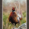Cock O’The North by Anthony Dobson, limited edition print