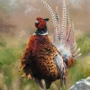 Cock O’The North by Anthony Dobson, limited edition print