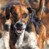 Ahead of the Pack by Anthony Dobson, limited edition print, detail
