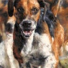 Ahead of the Pack by Anthony Dobson, limited edition print