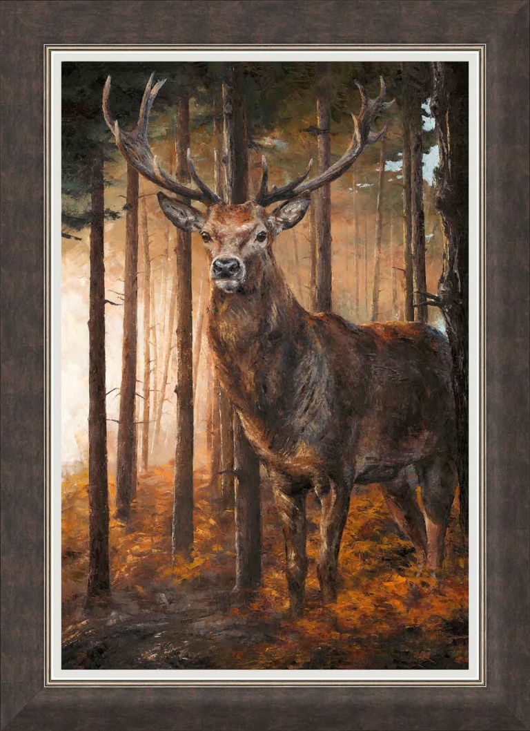 Forest Gaze