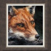 Red Fox Study by Anthony Dobson, limited edition print