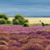 Dunwich Heath by Chris Ross Williamson, limited edition print, detail