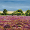 Dunwich Heath by Chris Ross Williamson, limited edition print, detail