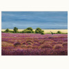 Dunwich Heath by Chris Ross Williamson, limited edition print