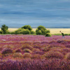 Dunwich Heath by Chris Ross Williamson, limited edition print