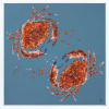 Two Red Crabs (Original) by Giles Ward, original painting