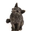 Browse female UK artist Suzie Marsh cats sculpture for sale. Hand finished resin and bronze artworks. Available to buy at our shops and online.