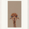 Adele, Llama by Nicky Litchfield, limited edition print