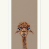 Adele, Llama by Nicky Litchfield, limited edition print