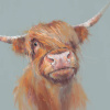 Brodie, Highland Cow by Nicky Litchfield, limited edition print