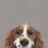 Happy Go Lucky, Springer Spaniel by Nicky Litchfield, limited edition print