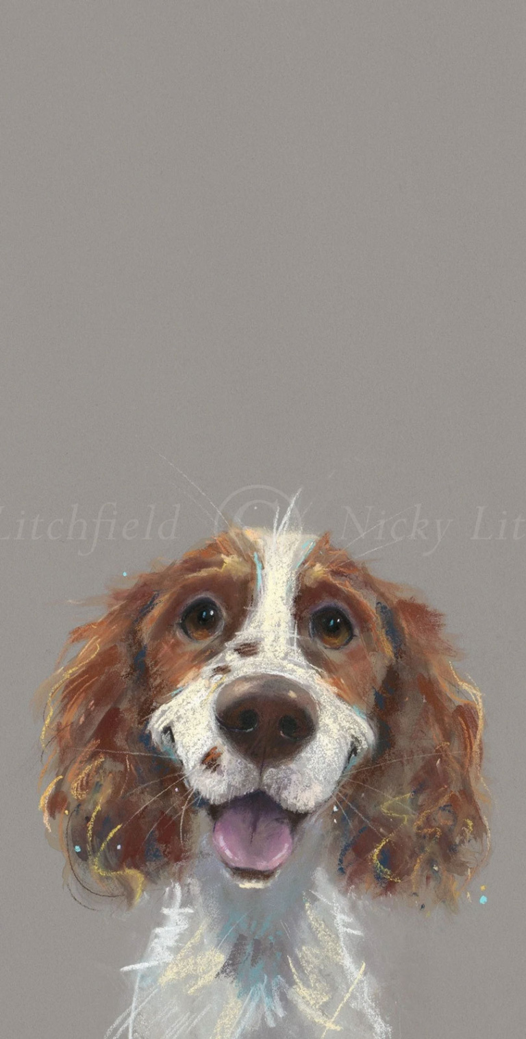 Happy Go Lucky, Springer Spaniel