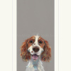 Happy Go Lucky, Springer Spaniel by Nicky Litchfield, limited edition print