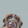Mischievous, Wire Haired Dachshund by Nicky Litchfield, limited edition print