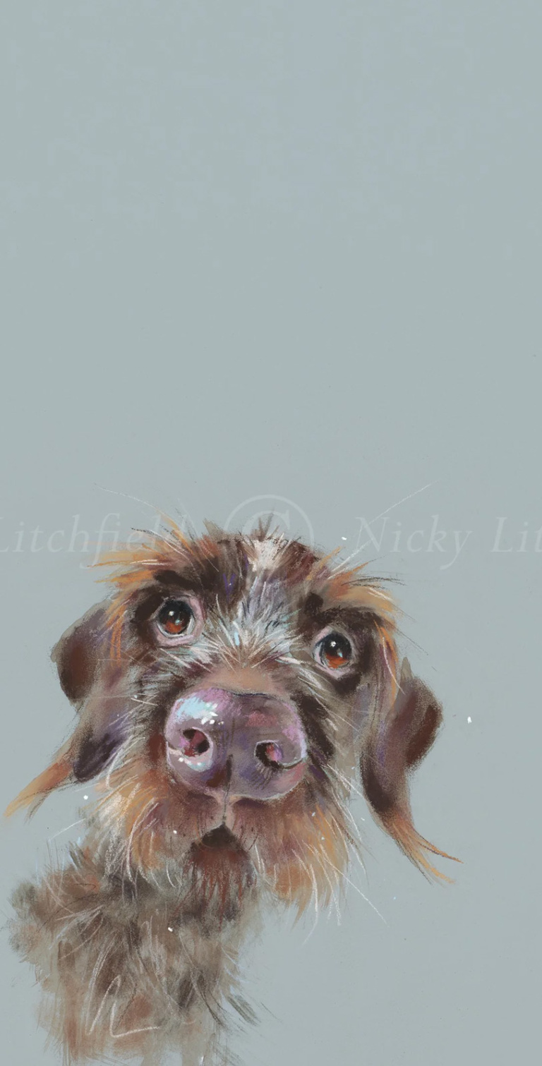Mischievous, Wire Haired Dachshund