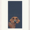 Sausage Dog, Dachshund by Nicky Litchfield, limited edition print
