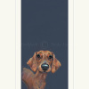 Sausage Dog, Dachshund by Nicky Litchfield, limited edition print
