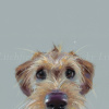 Scruff, Dog by Nicky Litchfield, limited edition print