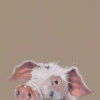 Village Gossip, Piggy by Nicky Litchfield, limited edition print