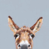 Well Hello There, Donkey by Nicky Litchfield, limited edition print