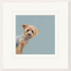 Yorkie, Yorkshire Terrier by Nicky Litchfield, limited edition print