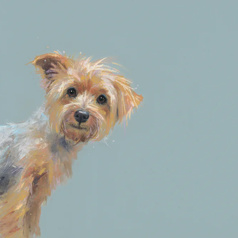Yorkie, Yorkshire Terrier