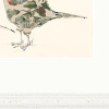 Holding Court by Anna Wright, limited edition print, detail