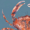 Red Crab (Limited Edition) by Giles Ward, limited edition print, detail