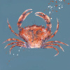 Red Crab (Limited Edition) by Giles Ward, limited edition print