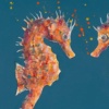 Something About Us, Seahorses (Limited Edition) by Giles Ward, limited edition print, detail