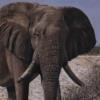 Majestic Elephant by Stephen Park, original painting