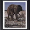 Majestic Elephant by Stephen Park, original painting