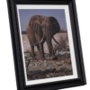 Majestic Elephant by Stephen Park, original painting