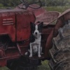 Standing Guard by Stephen Park, original painting