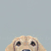 Eager To Please by Nicky Litchfield, limited edition print