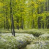 Freshness In The Forest by Gerhard Nesvadba, original painting, detail