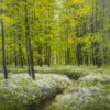 Freshness In The Forest by Gerhard Nesvadba, original painting