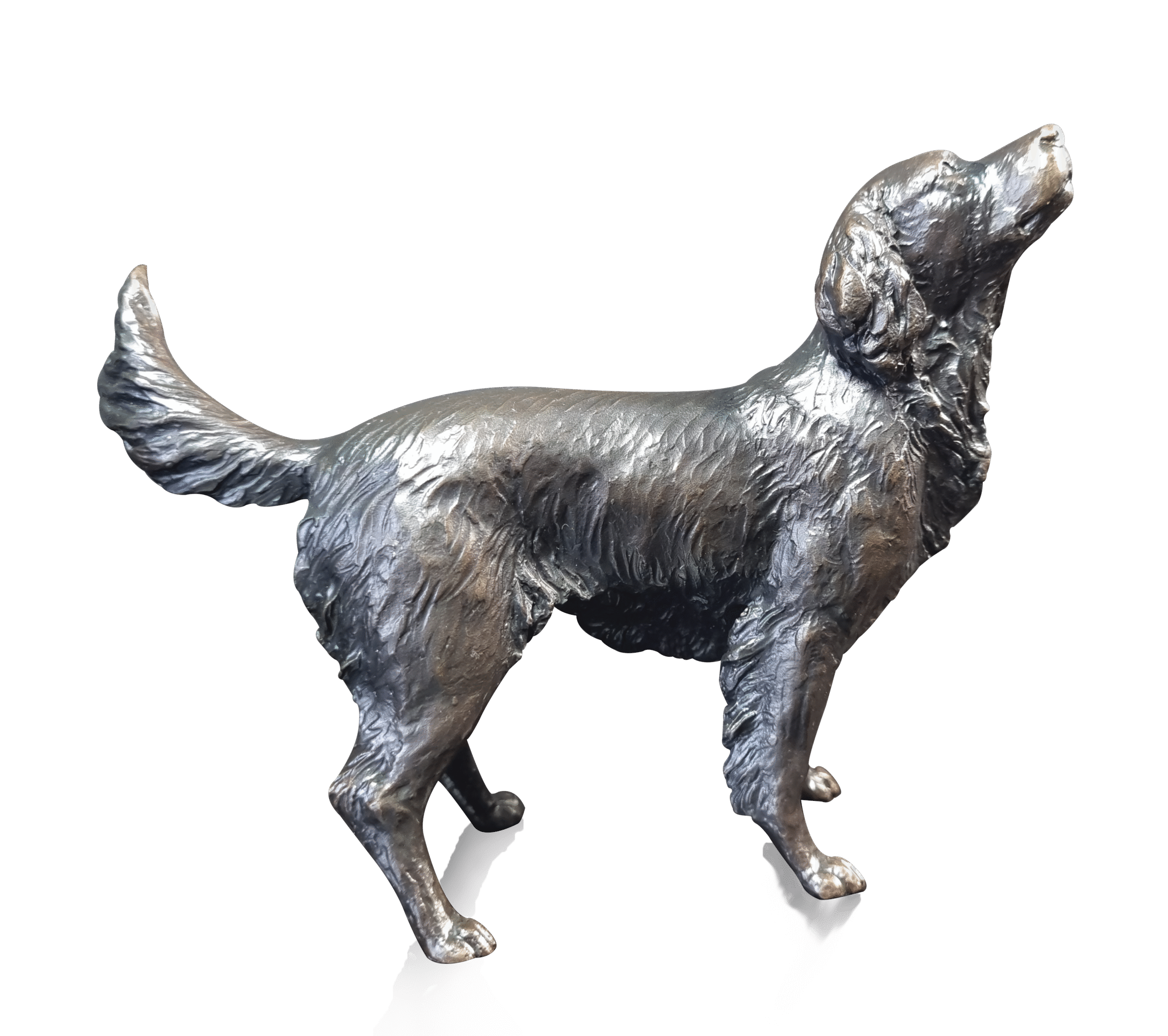 Medium Springer Spaniel (1197)