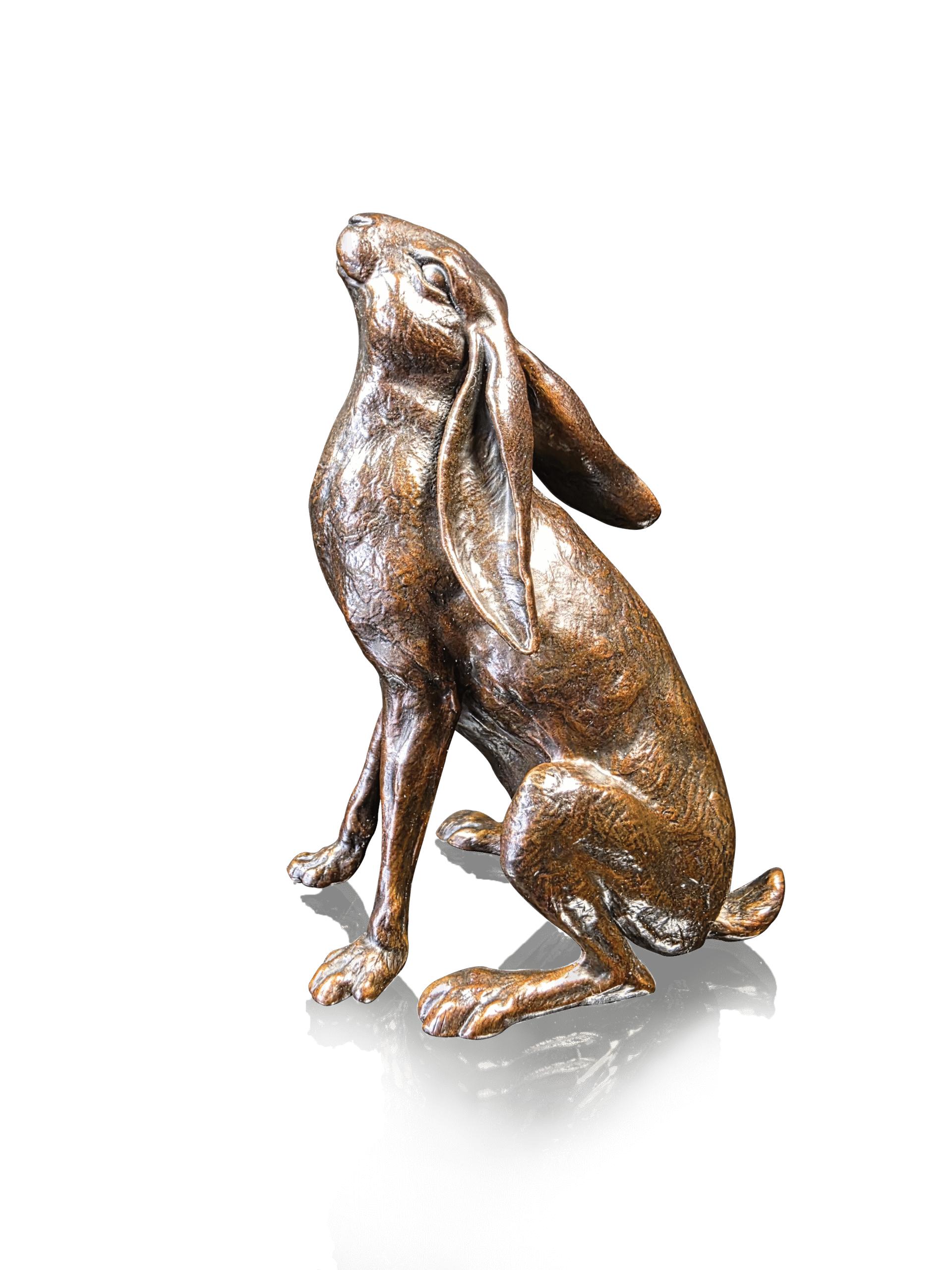 Large Hare Moon Gazing (1235)