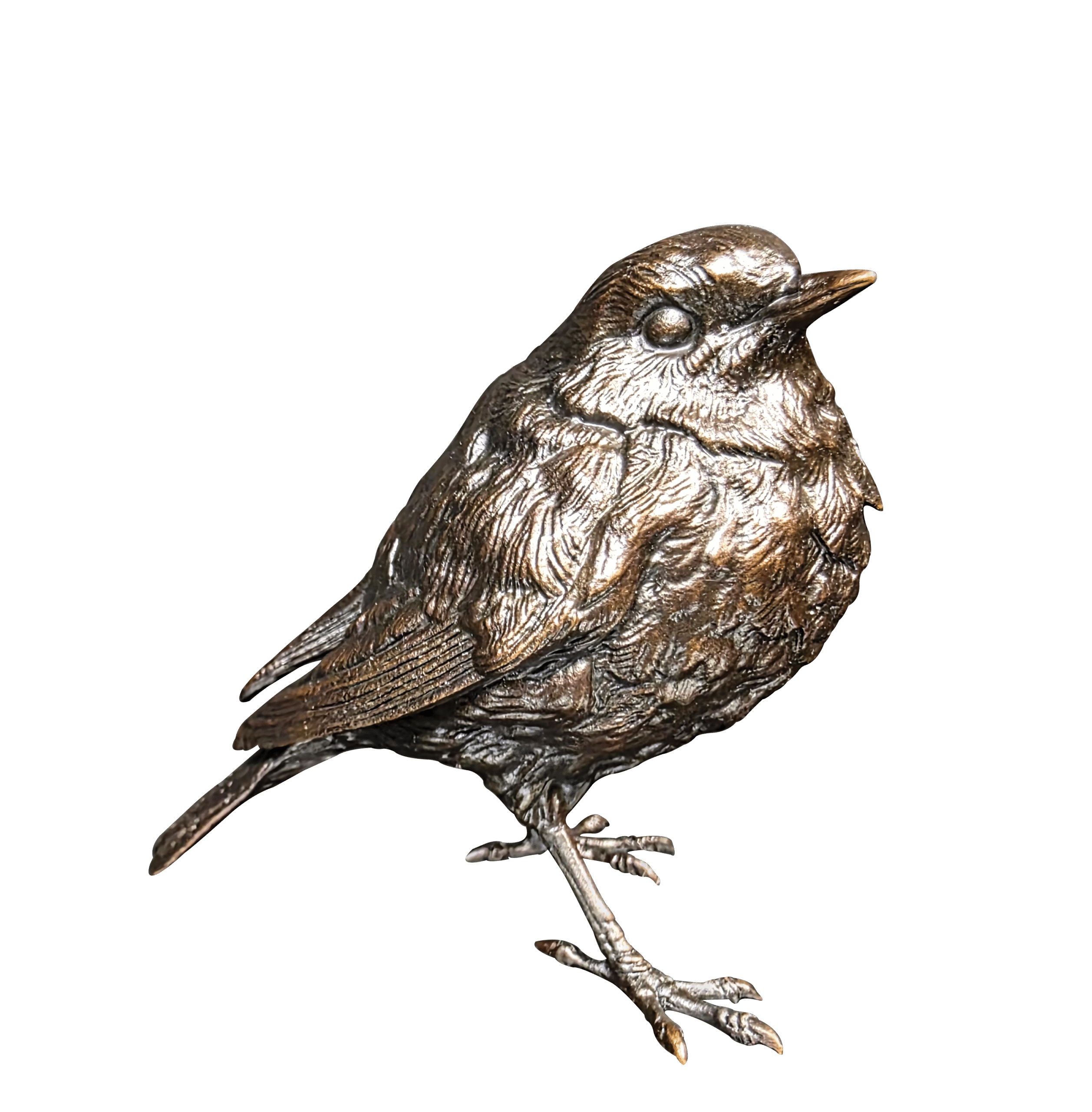 Robin (1256)