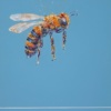 Be More Bee I (Original) by Giles Ward, original painting